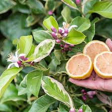 5+ Variegated Pink Lemon Seeds - Pink Flesh Citrus Seed Variety