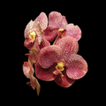 Vanda Kultana Pink Orchid Starter Plant - 3" Pot, Well-Rooted, Easy Care