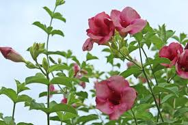 Allamanda blanchetii Starter Plant - Purple Allamanda, 12 Inches Tall