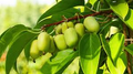Kiwi Prolific Vine - Self-Pollinating Starter Plant for Zones 4-8