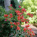 Bambino Burnt Orange Bougainvillea Starter Plant | Well-Rooted Plug