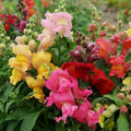 Antirrhinum majus Magic Carpet Mix Snapdragon Seeds - 1000+ Seeds for Vibrant Spring-Fall Blooms