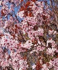 Cherry Plum Black Prunus Cerasifera - 3 Unrooted 6" Cuttings