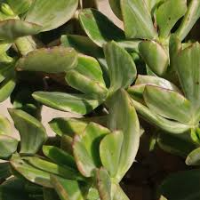 Crassula Ovata Variegata Variegated Jade — 3 Live 4" Unrooted Cuttings