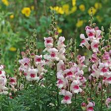 Antirrhinum majus Lucky Lips Snapdragon Seeds - 1000+ Bi-Color Flowers for Garden & Cut Flowers