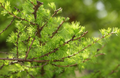 Japanese Larch Tree Larix kaempferi Seedling 12-14" | Bonsai Starter, 2-Year-Old