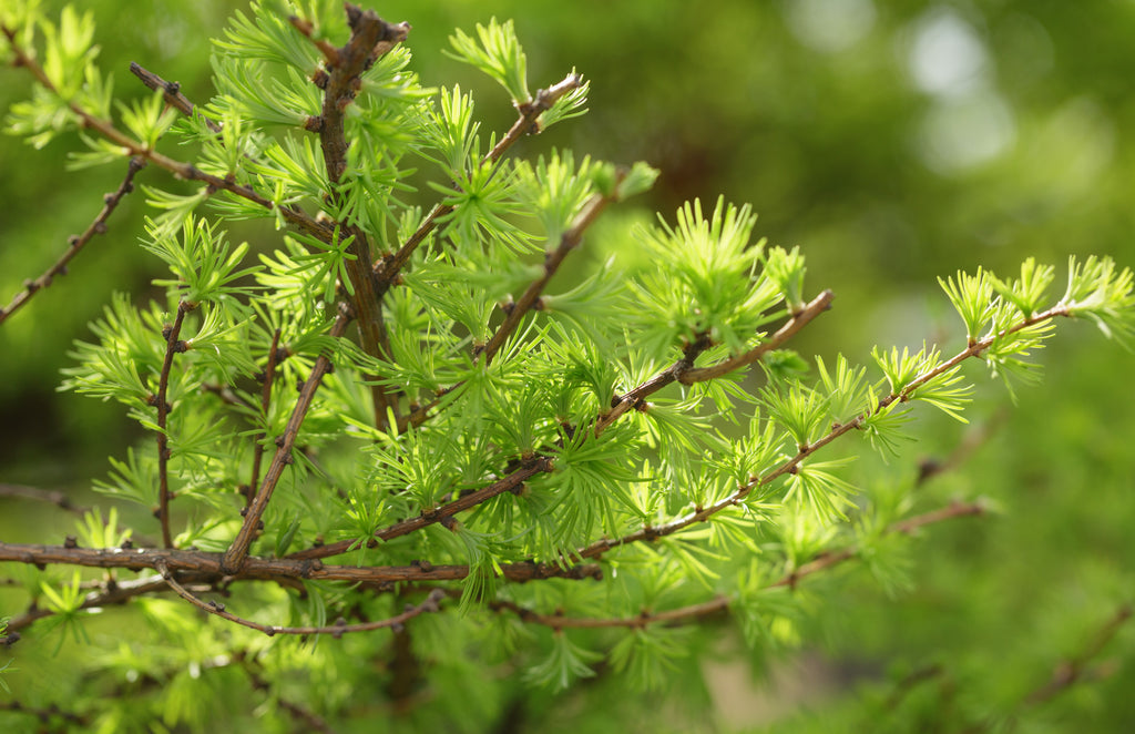 Japanese Larch Tree Larix kaempferi Seedling 12-14" | Bonsai Starter, 2-Year-Old