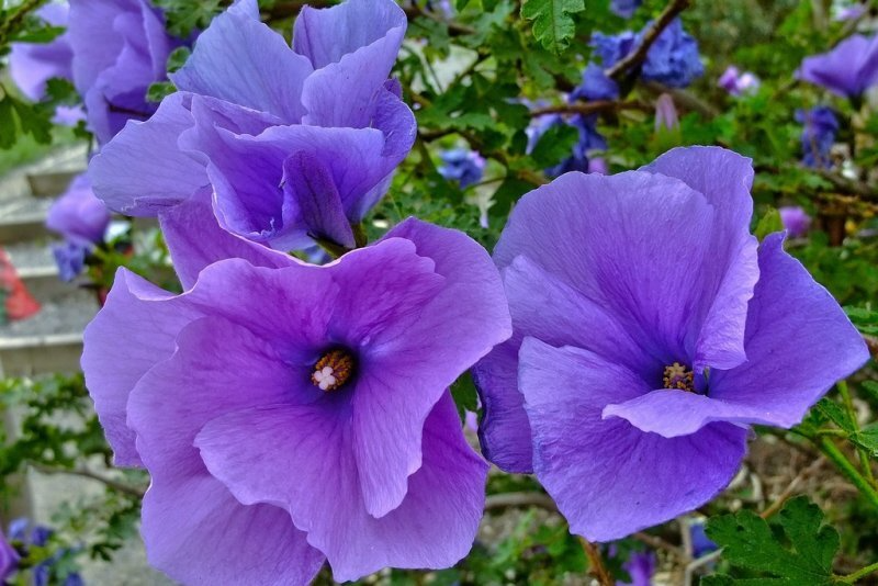 Blue Hibiscus Starter Plant - Alyogyne huegelii | HOPE'S GARDEN Live Well-Rooted Seedling (Blue-Purple Blooms) Indoor/Outdoor