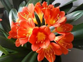 Clivia Miniata Bush Lily Bare Root Plant - Orange Blooms, 15 Leaves, Starter Plant