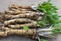 Horseradish Roots for Planting - Large Crowns Armoracia rusticana (2 Roots)