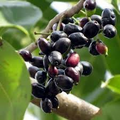 Black Java Plum (Syzygium cumini) – 12" Live Fruit Tree, Indian Jamun Starter Plant