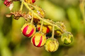 Litchi Tomato Seeds (Solanum sisymbriifolium) - 25 Seeds, Rare Heirloom