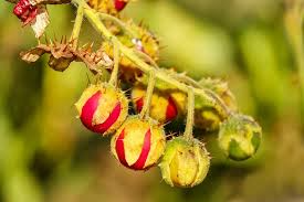 Litchi Tomato Seeds (Solanum sisymbriifolium) - 25 Seeds, Rare Heirloom