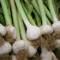 Gilroy California White Garlic (Allium sativum) - 5 Bare Root Bulbs, Heirloom Hardneck