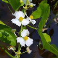 Sagittaria latifolia Broadleaf Arrowhead Roots - 5 Bare-Root Water Garden Plants