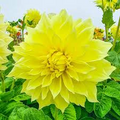 Dahlia Kelvin Floodlight Live Tuber - Yellow Dinnerplate Flower, 36-48"