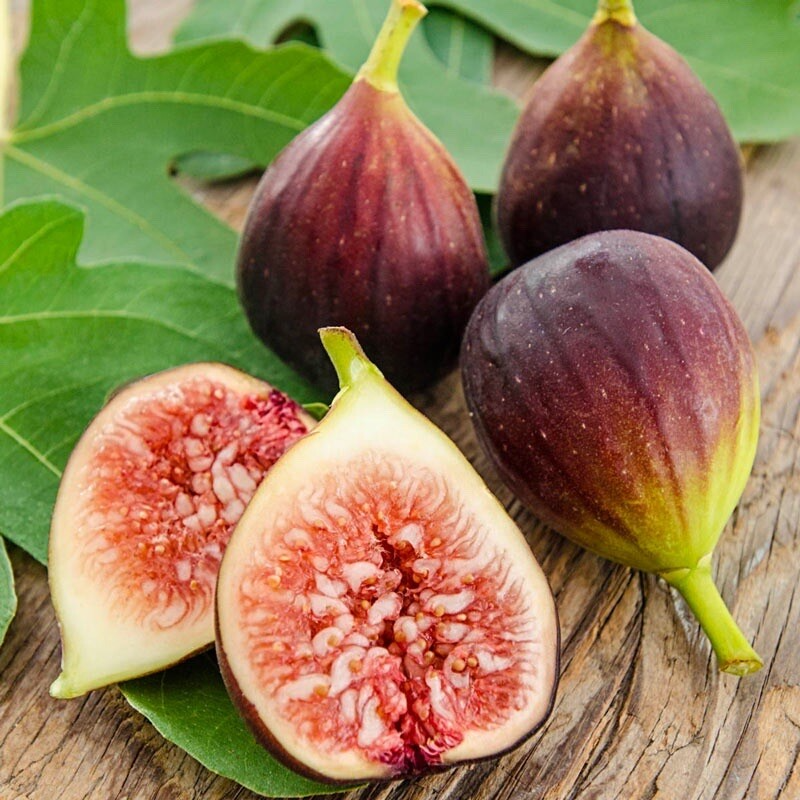 Rooted Fig Fruit Tree Cutting 17" with Pot | Ficus carica Starter Plant