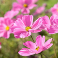 Gloria Cosmos Seeds (Cosmos bipinnatus) - Pink, Non-GMO, Fast-Growing Annual