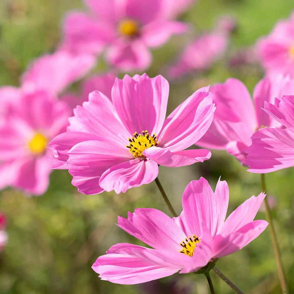 Gloria Cosmos Seeds (Cosmos bipinnatus) - Pink, Non-GMO, Fast-Growing Annual