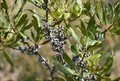 Bayberry Bush (Myrica pensylvanica) Bare Root Plant - 1 Live Plant for Privacy & Landscaping