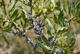 Bayberry Bush (Myrica pensylvanica) Bare Root Plant - 1 Live Plant for Privacy & Landscaping