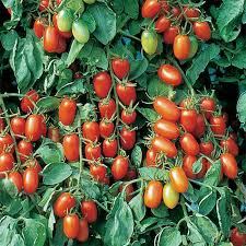 Juliet Tomato Seeds (F1 Hybrid) - 60 Days to Maturity, Non-GMO