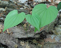 Wild Yam Plants (Dioscorea villosa) - 3 Bare Root Perennials, Native Vine