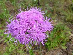 Florida Paintbrush Seeds (Carphephorus corymbosus) - 25 Seeds, Purple Wildflowers, Pollinator-Friendly