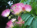 Pink Silk Mimosa Tree Seedlings (Albizia julibrissin) 6" - Dormant Winter Shipping