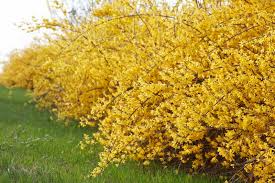Golden Forsythia Gold Cuttings - 15 Starter Cuttings for Privacy Hedge