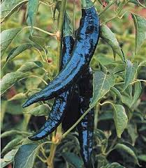 Pasilla Bajio Chilaca Pepper Seeds - Heirloom, Non-GMO, Mild Heat 1,000-3,000 SHU