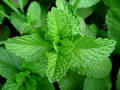Peppermint Seeds | Mentha piperita - Heirloom, Non-GMO, 500 Seeds