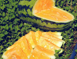 Orangeglo Watermelon Seeds - Heirloom, Non-GMO, 20-30 lb Orange-Flesh Melons (90 Days)