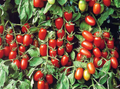 Baby Roma Tomato Seeds - 30 High-Germination Heirloom, Sweet Mini Plum Tomatoes