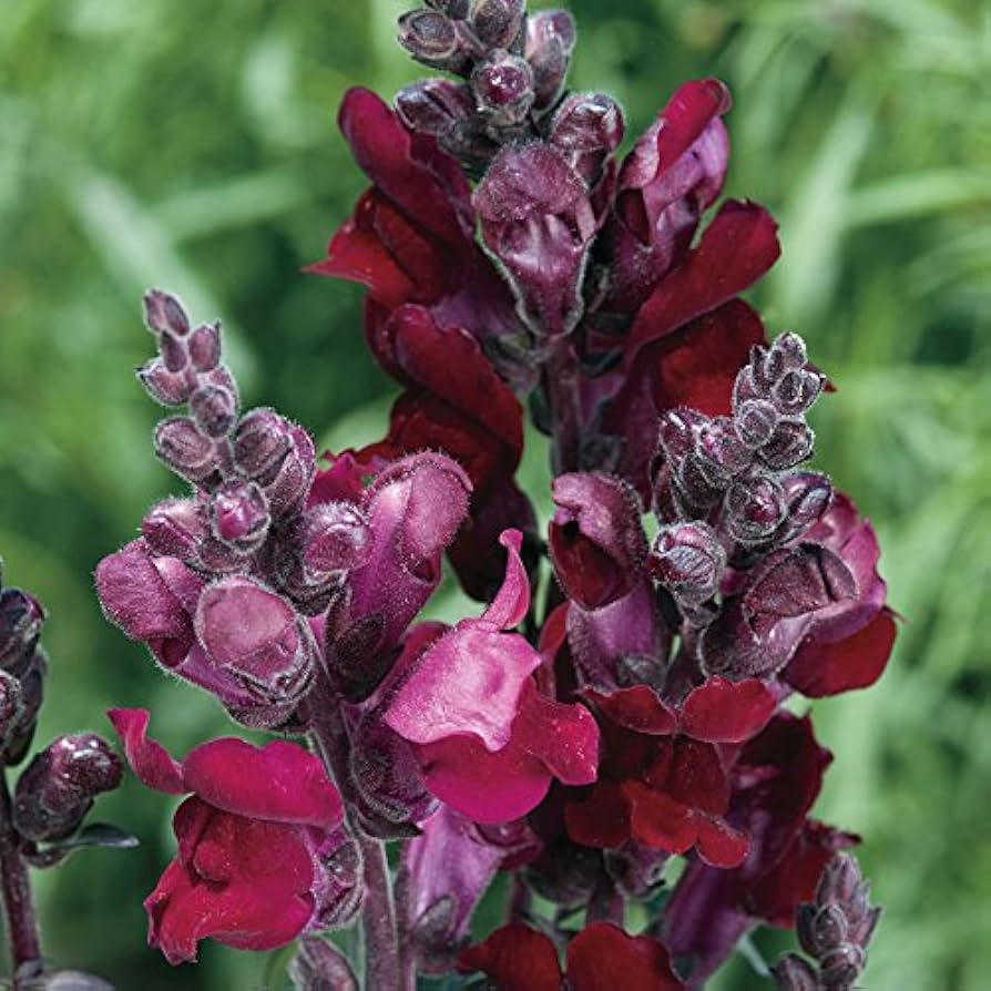 Antirrhinum majus Snappy Black Prince Snapdragon Seeds - 1000+ Deep Red Blooms