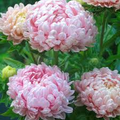 Peony Duchess Apricot Aster Seeds - Cut Flowers, 24-28" Tall, Soft Pink-Apricot
