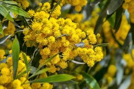 Golden Mimosa Tree Seeds (Acacia baileyana) – 10 Seeds, Fast-Growing Yellow Wattle Flower