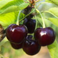 Black Tartarian Cherry Scions for Grafting — 6 Fresh Cuttings (Prunus avium) - Early Blooming