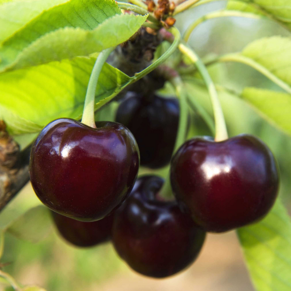 Black Tartarian Cherry Scions for Grafting — 6 Fresh Cuttings (Prunus avium) - Early Blooming