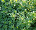 Common Oregano Seeds - Heirloom, Non-GMO, Perennial Culinary Herb