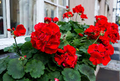 Geranium Pelargonium 'Red' - 3 Live 6" Unrooted Cuttings | Bright Red Blooms, Drought-Tolerant