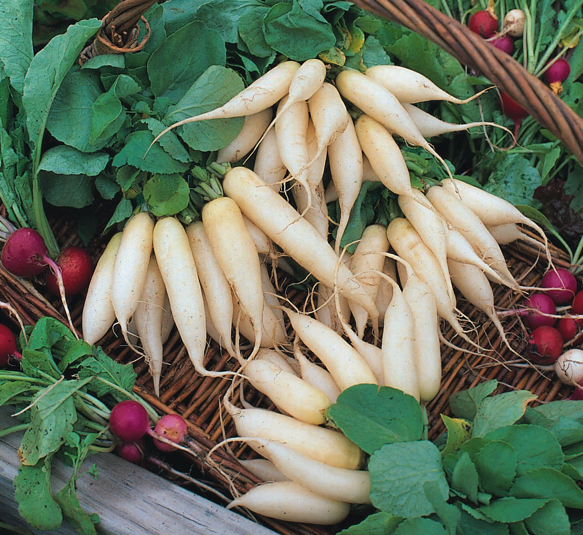 White Icicle Radish Seeds - Heirloom, 3-6" Roots, Heat Tolerant, Non-GMO | Zones 3-10