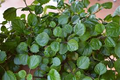 Swedish Ivy Cuttings (Plectranthus australis) - 4 Trailing Cuttings Ready to Root