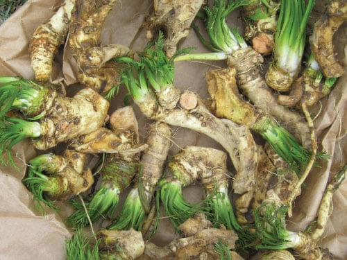 Horseradish Roots for Planting - Organic Starter Plant (2 Roots)