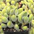 Crassula rogersii 'Velvet Club' Bare Root Succulent – 1 Live Plant