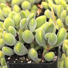 Crassula rogersii 'Velvet Club' Bare Root Succulent – 1 Live Plant