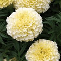 Moonlight Marigold Seeds - Non-GMO, 70 Days to Maturity, Pale Yellow Blooms