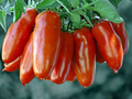 San Marzano Tomato Seeds - Heirloom Paste, Determinate, Non-GMO | Zones 3-10