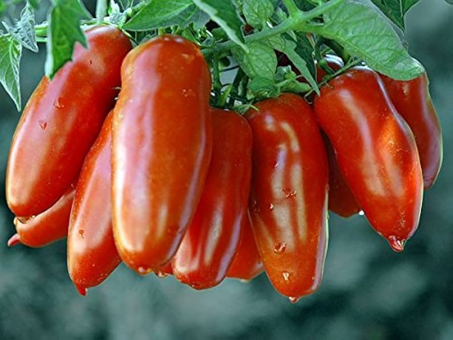 San Marzano Tomato Seeds - Heirloom Paste, Determinate, Non-GMO | Zones 3-10