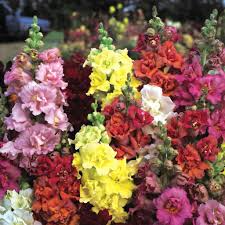 Antirrhinum majus Madame Butterfly Mix Snapdragon Seeds — 1000+ Double-Petaled Flowers